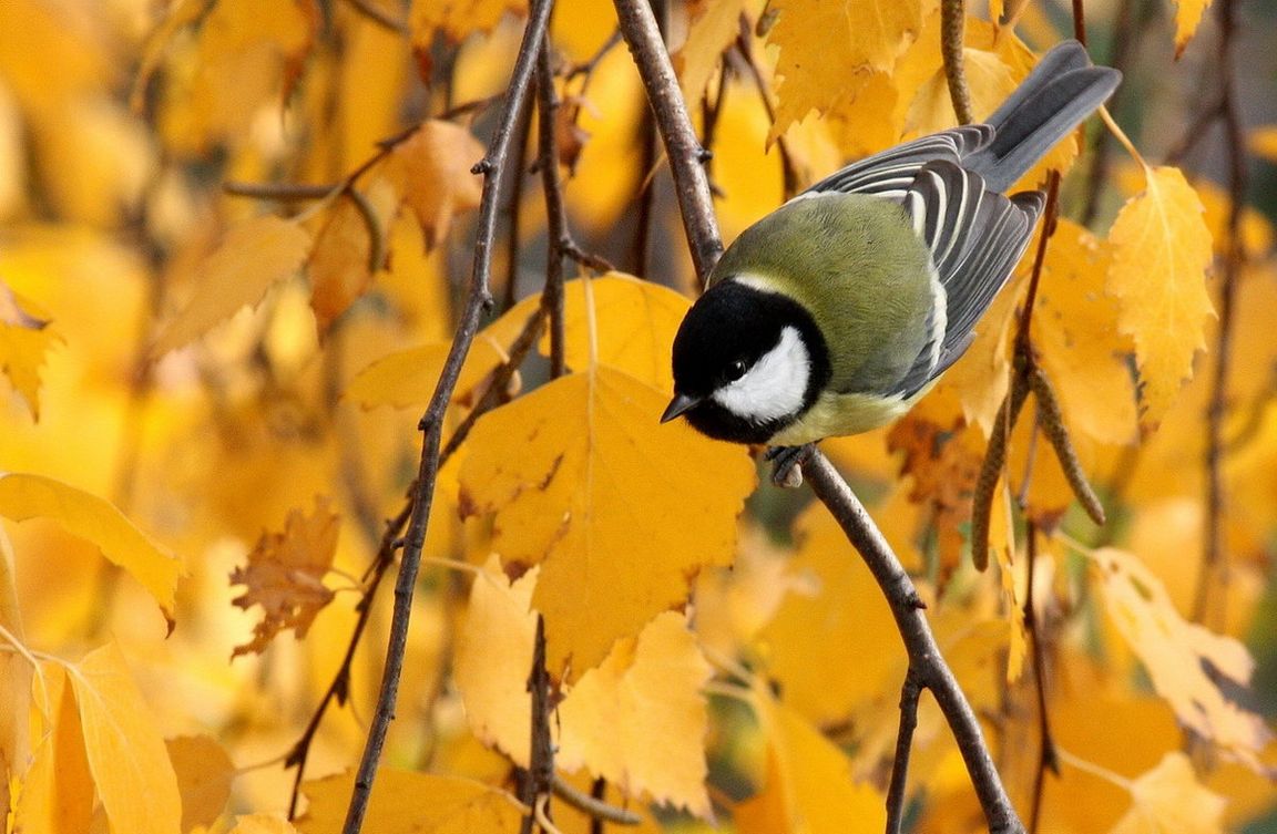 15 ноября: какой сегодня праздник и день ангела