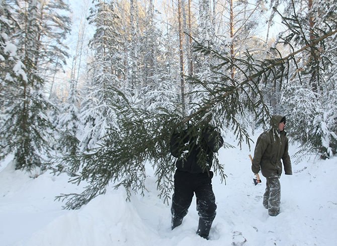 До 34 тыс. грн: За незаконную вырубку елок украинцам грозит штраф - today.ua