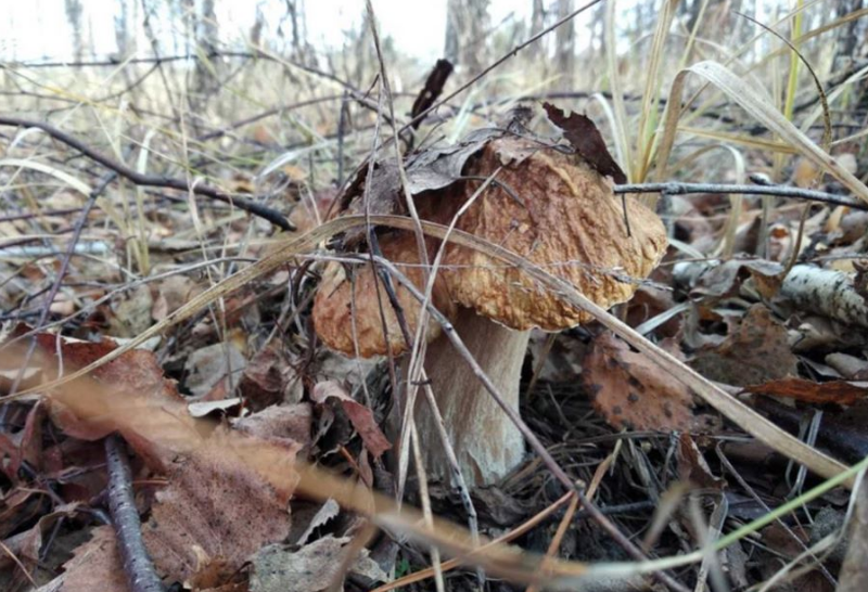 Идеальный день для сбора грибов: Синоптики обрадовали прогнозом погоды