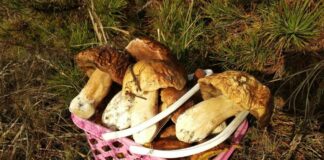 Ідеальний день для збору грибів: Синоптики обрадували прогнозом погоди - today.ua