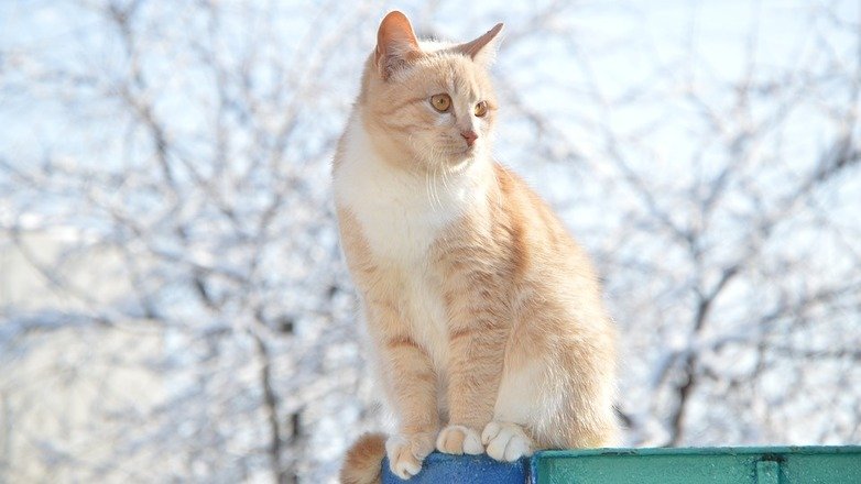 Прогноз погоды на ближайшие дни: синоптики обещают тепло и мокрый снег