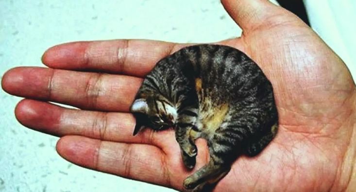 Самый маленький кот в мире стал звездой YouTube - today.ua