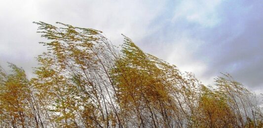 Прогноз погоди на 12 листопада: на Україну насуваються вітри та похолодання  - today.ua