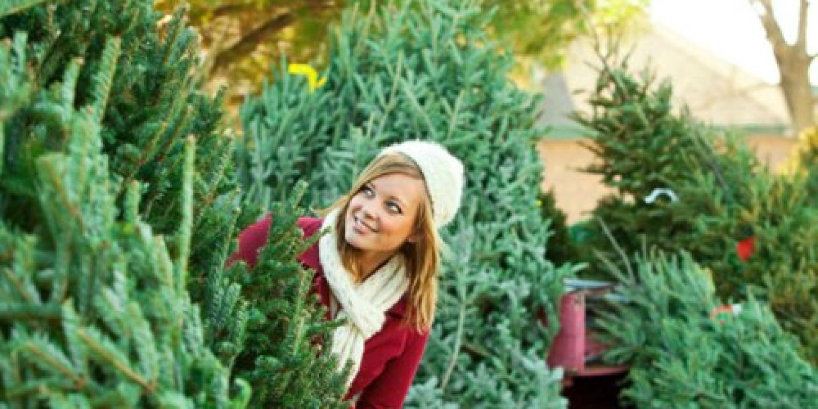 Новый год-2020: в какую сумму обойдется елка