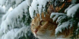 Зима начнется по-зимнему: синоптики дали прогноз погоды на декабрь - today.ua