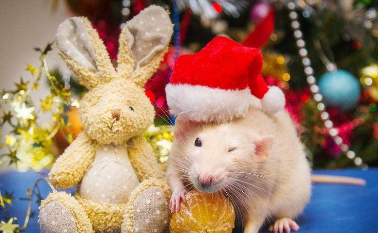 Год металлической крысы: что надеть на Новый год 2020, чтобы привлечь удачу