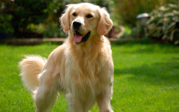 ТОП-5 самых игривых пород собак