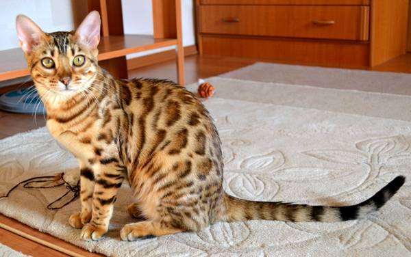 ТОП-5 найдорожчих кішок у світі