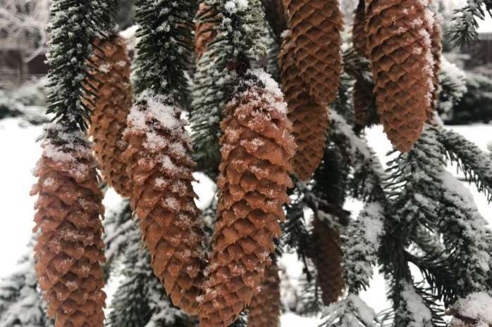 Морози, мокрий сніг і дощі: якою буде погода на Різдво - today.ua
