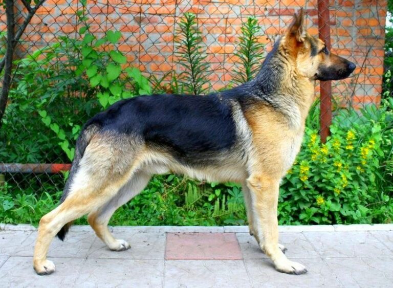 ТОП-3 самых популярных пород собак в Украине - today.ua