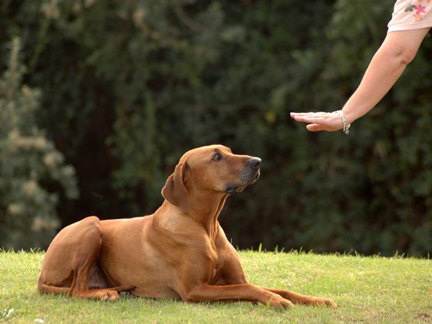 Як собаки розуміють мову господарів: вчені знайшли пояснення