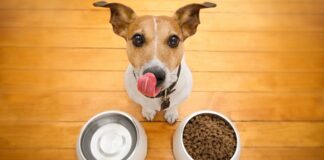 ТОП-5 заборонених продуктів харчування для собак  - today.ua