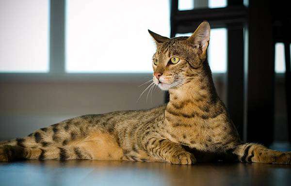 ТОП-5 самых дорогих кошек в мире