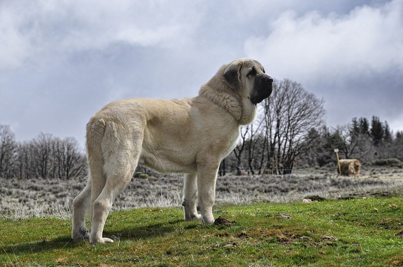 ТОП-5 самых больших собак в мире 