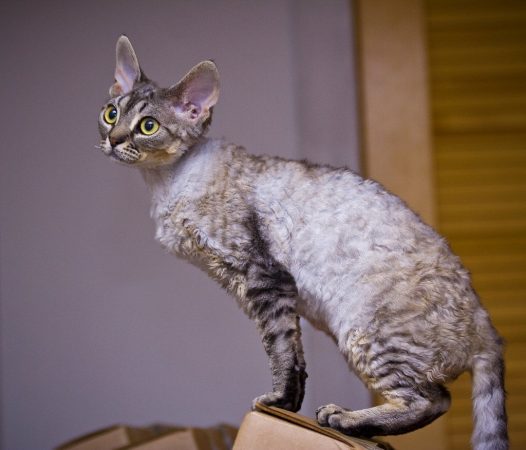 ТОП-5 найменш кмітливих порід кішок