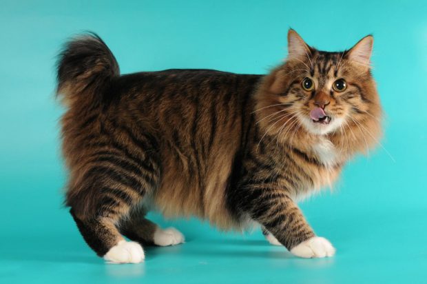 ТОП-5 найменш кмітливих порід кішок