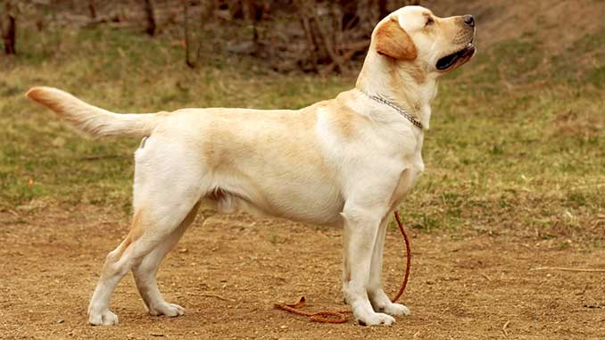 ТОП-3 самых популярных пород собак в Украине