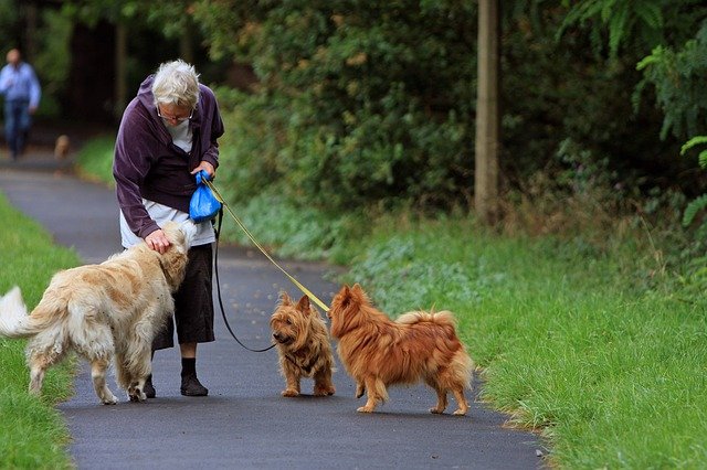 ТОП-3 пород собак для пожилых людей - today.ua