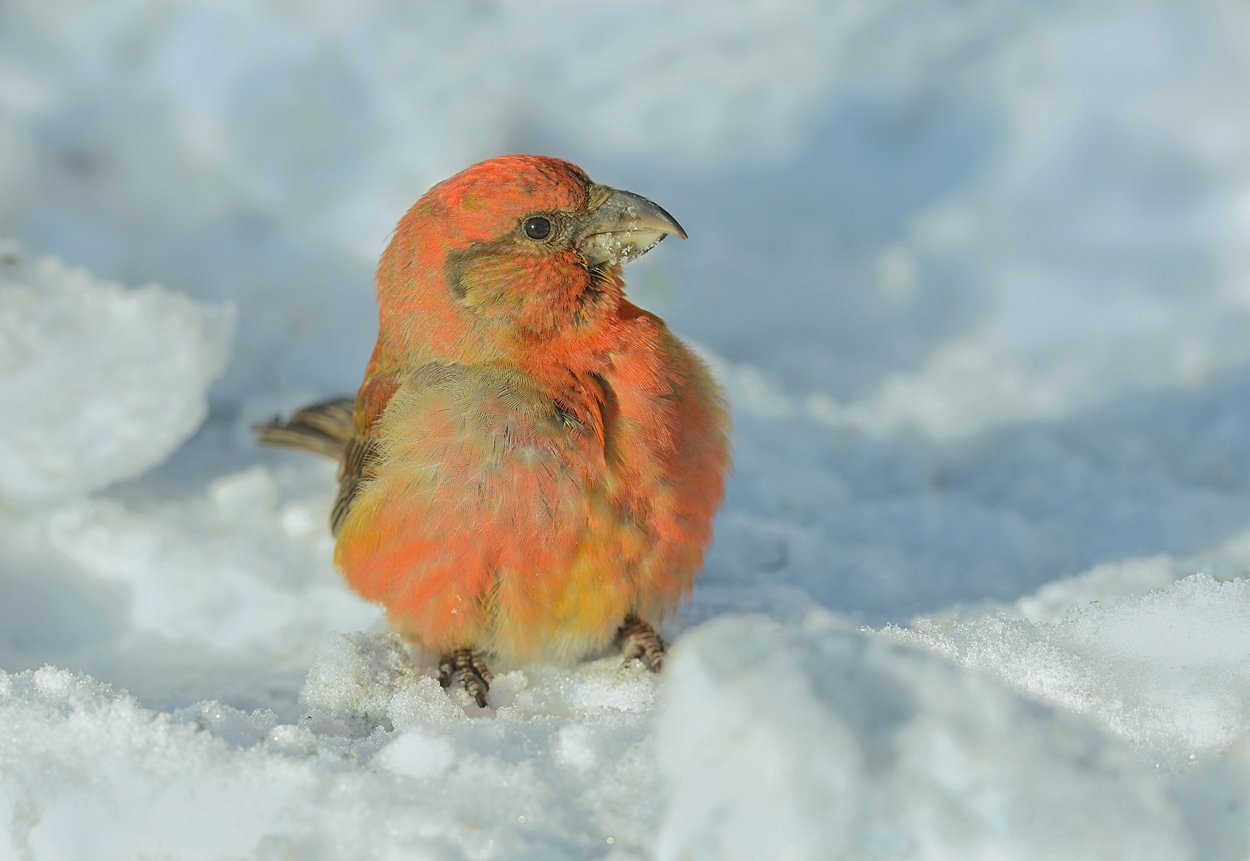 24 декабря: какой сегодня праздник и что запрещено делать