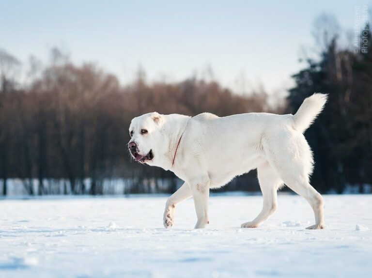ТОП-5 найбільших собак у світі  - today.ua