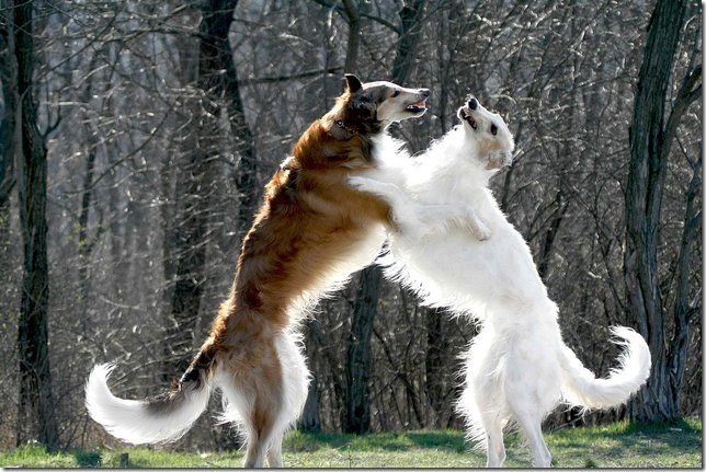 ТОП-5 самых непослушных собак в мире - today.ua