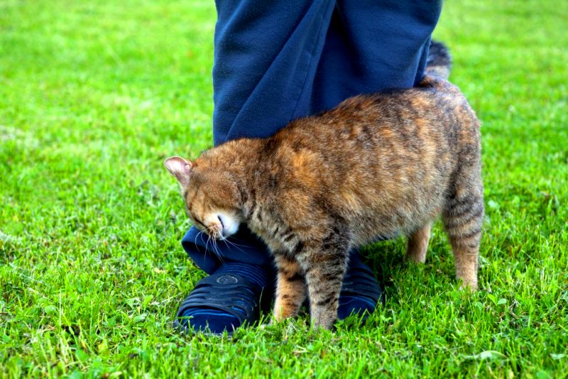 Як зрозуміти дивну поведінку кота: фахівці знайшли пояснення
