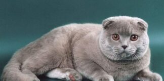 ТОП-5 найменш кмітливих порід кішок - today.ua