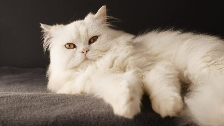 ТОП-5 самых красивых длинношерстных пород котов - today.ua
