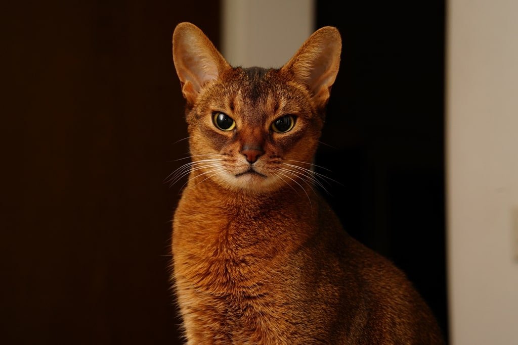 ТОП-3 порід котів-довгожителів (фото) 