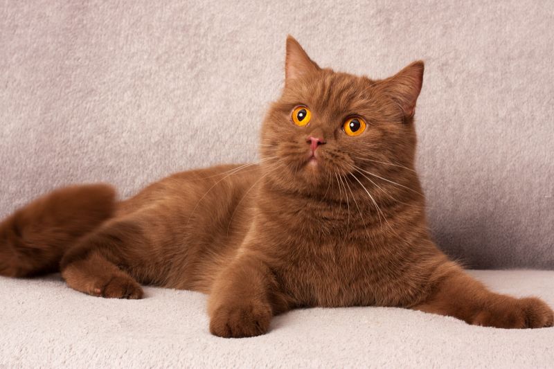 ТОП-3 найрідкісніших окрасів кішок