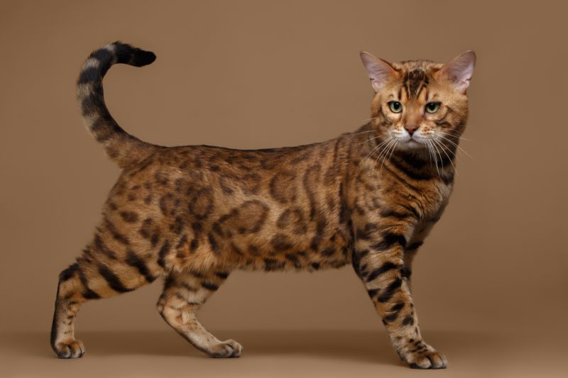 ТОП-3 найрідкісніших окрасів кішок
