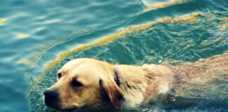 ТОП-5 порід собак, які люблять плавати у воді  - today.ua