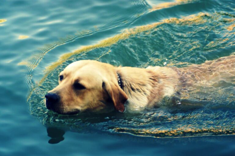 ТОП-5 пород собак, которые любят плавать в воде  - today.ua