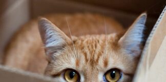 Як зрозуміти дивну поведінку кота: фахівці знайшли пояснення - today.ua
