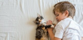 ТОП-5 лучших пород кошек для детей  - today.ua