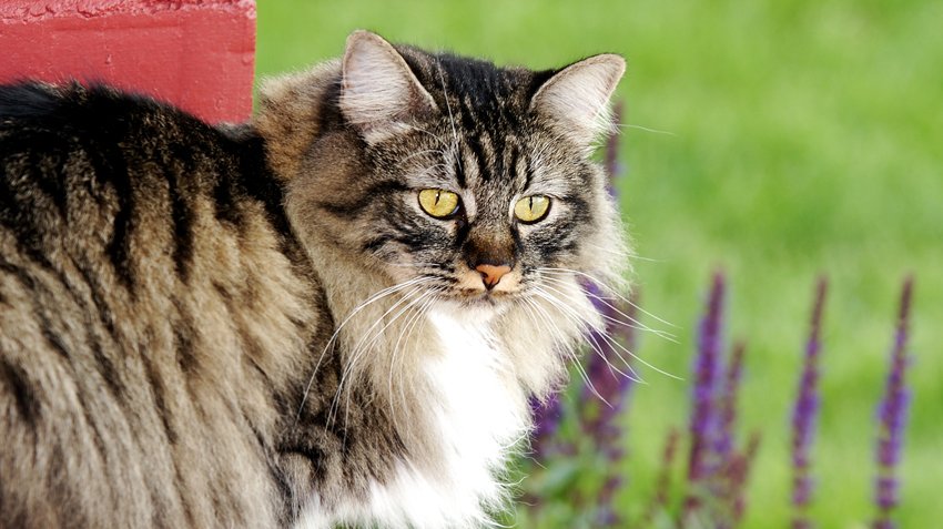 ТОП-5 найкрасивіших довгошерстих порід котів
