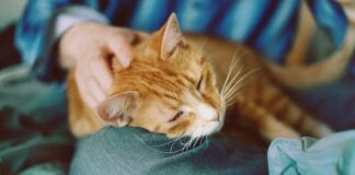 Як коти можуть продовжити людині життя: езотерик назвав унікальний спосіб  - today.ua