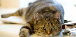 Чому домашні коти можуть бути небезпечні для людини: названа причина - today.ua