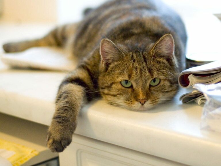 Почему домашние коты могут быть опасны для человека: названа причина - today.ua