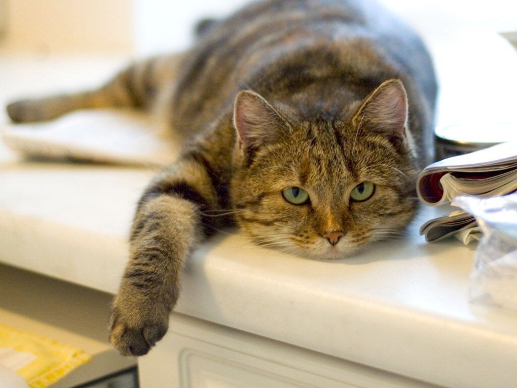 Чому домашні коти можуть бути небезпечні для людини: названа причина - today.ua