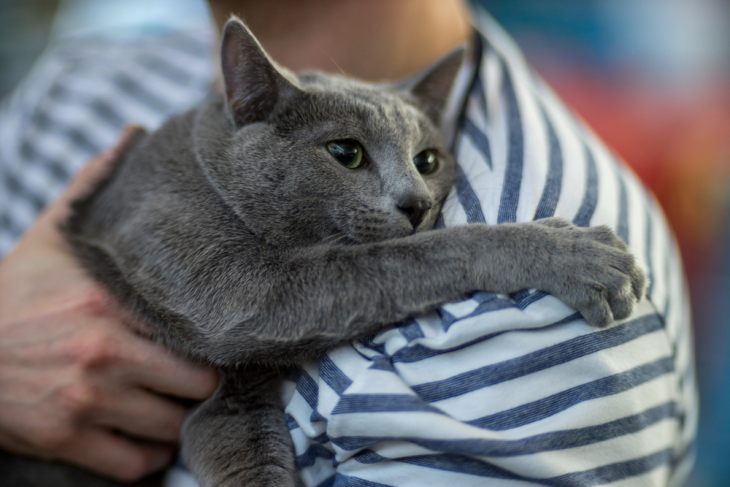 ТОП-3 найкращих порід котів для алергіків - today.ua