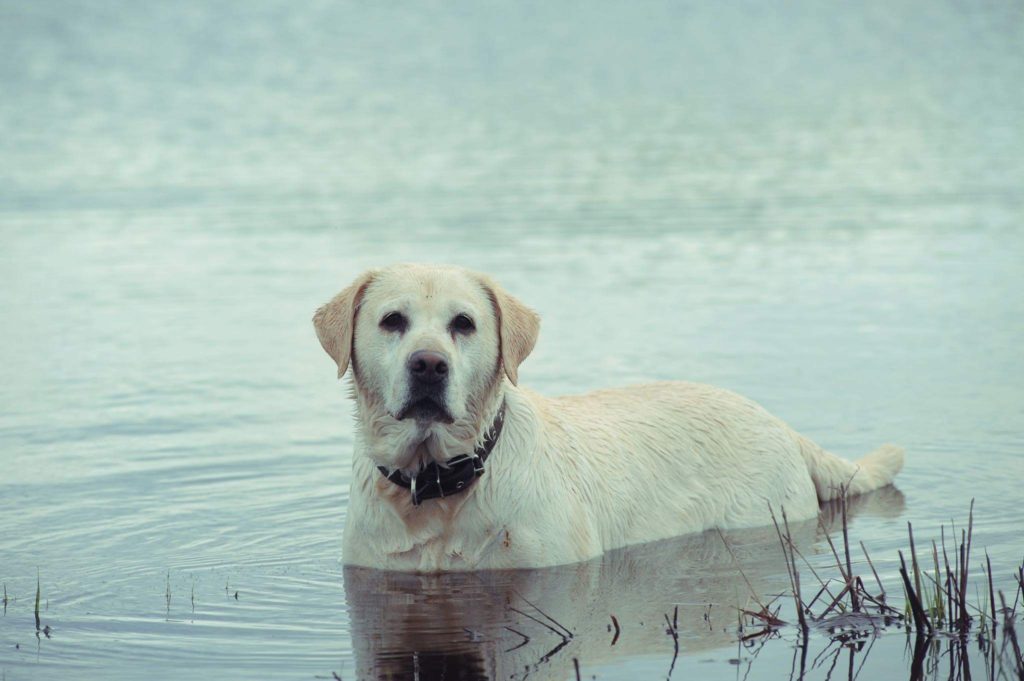 ТОП-5 порід собак, які люблять плавати у воді 