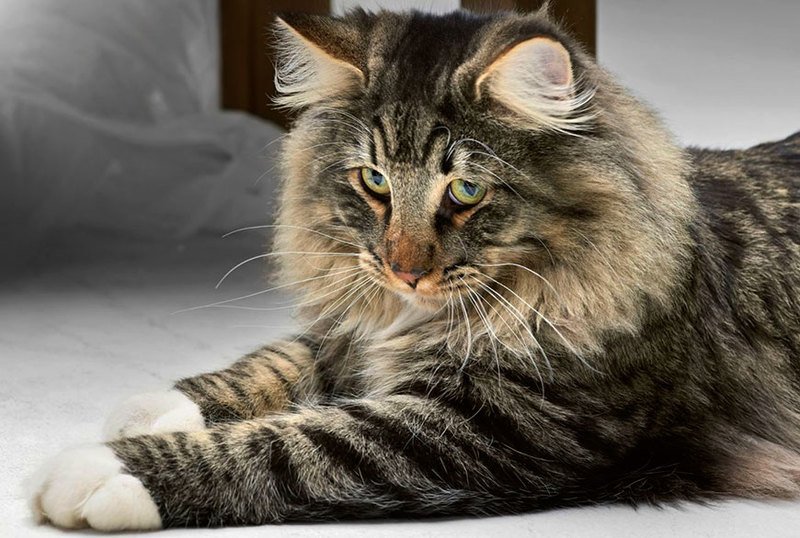 ТОП-5 найкрасивіших довгошерстих порід котів