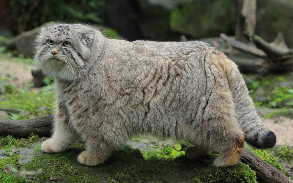 ТОП-5 найбільш унікальних порід котів у світі 