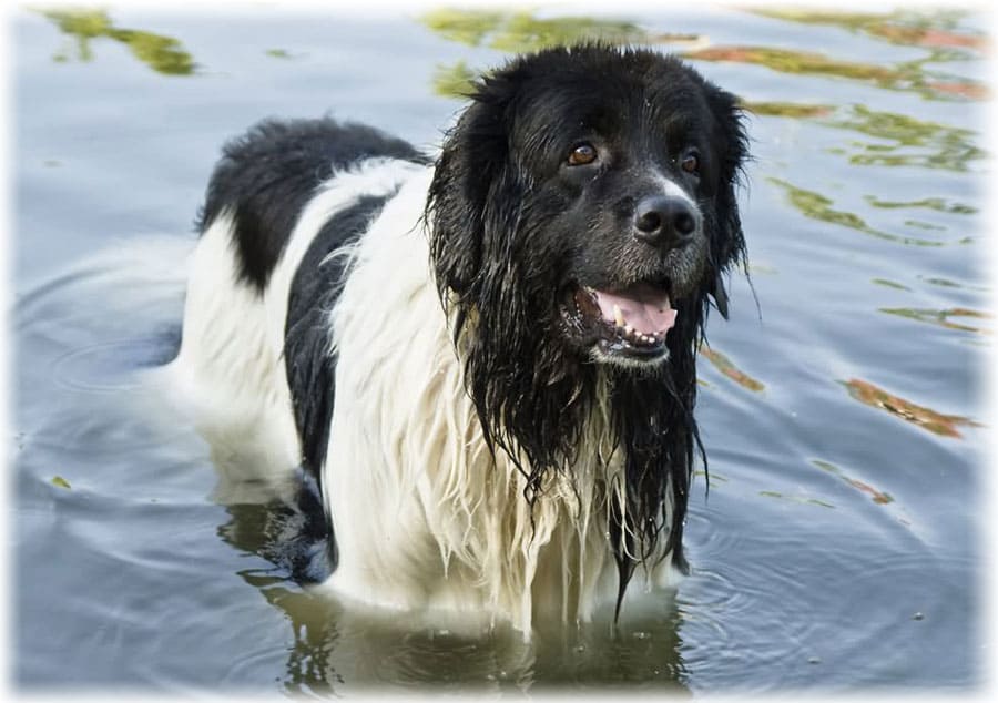 ТОП-5 порід собак, які люблять плавати у воді 
