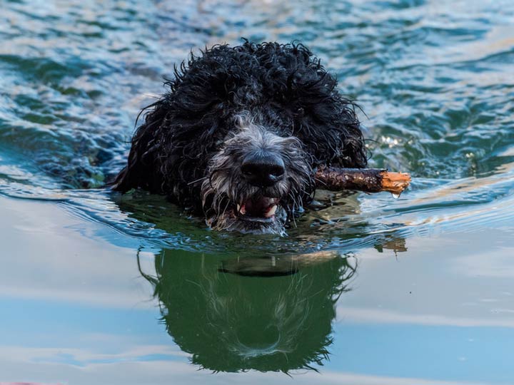 ТОП-5 пород собак, которые любят плавать в воде 