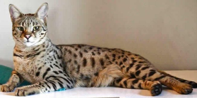 ТОП-5 порід котів, які живуть найдовше