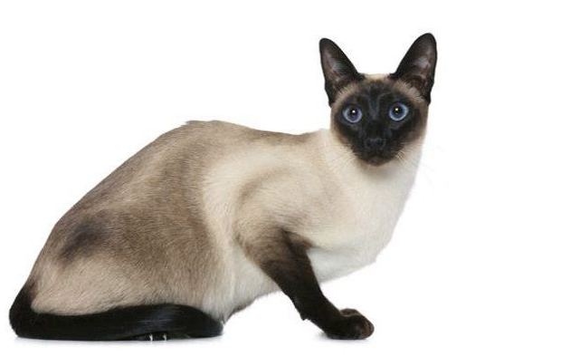 ТОП-5 порід котів, які живуть найдовше