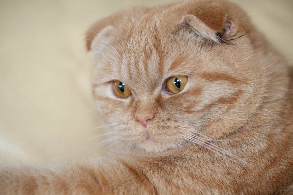 ТОП-3 пород котов-долгожителей (фото) 