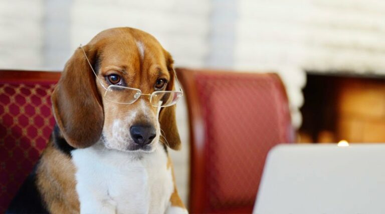 ТОП-10 самых умных собак - today.ua